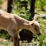 Alpeta Agrotourism & Winery - Roshnik ,