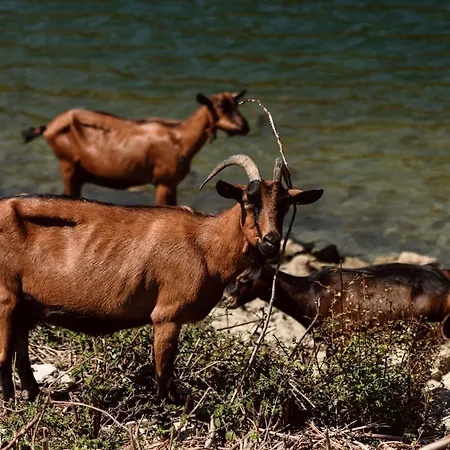 Alpeta Agrotourism & Winery - Roshnik ,
